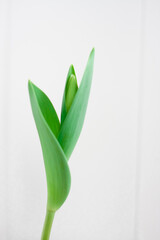 international women's day - growing tulips