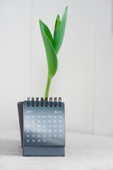 international women's day - growing tulips