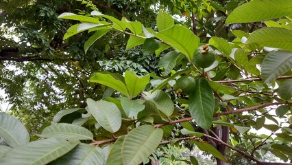Guava plant is one of the natural remedies for diarrhea