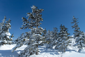 北海道　十勝岳連峰の冬の風景