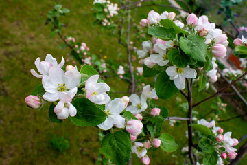 Spring apple tree flowers in the garden