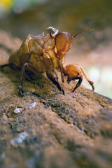 Close-up husk of cicada on a tree. Cicada's life cycle in forest, molting cicada.