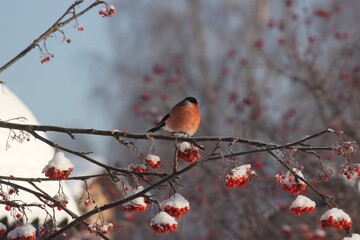 bullfinch on branch