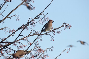 waxwing on branch