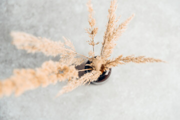 Pampasgras in einer Vase 