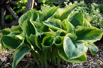 A magnificent hosta 