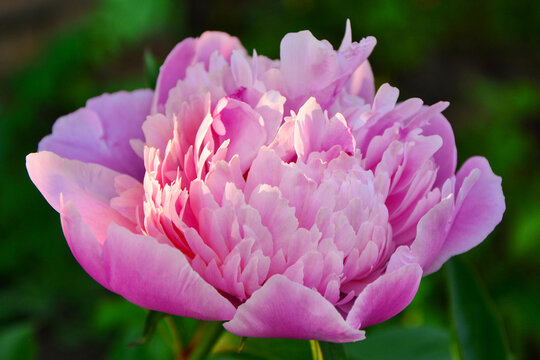 A wonderful lush pink peony flower in a blooming garden close-up.