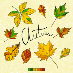 Autumn leaf set