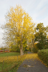 Fototapeta premium Beautiful maple tree at the path and a distant red cottage