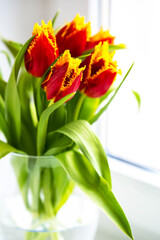 red tulips with yellow fringe in a glass vase on the windowsill close-up