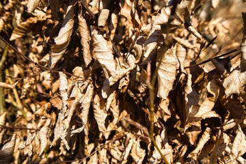 Verwelkte Blätter an einem Ast im Wald.