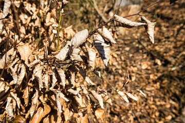 Verwelkte Blätter an einem Ast im Wald.