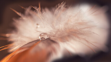 Beautiful large dew or rain drop on the poultry feather closeup. Beautiful  blurred soft background in dark red and blue color. Water Drops on fluffy feather macro. Bright artistic image.