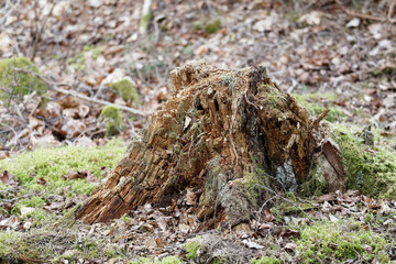 Very old stump, almost mouldered away