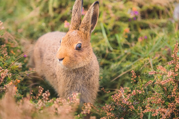Close-up wildlife portrait of a cute European Rabbit (Oryctolagus cuniculus) on high alert in the heathland of the Dingle Peninsula in Ireland in Spring.