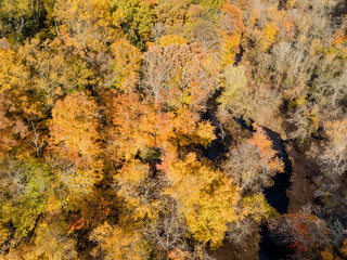 Aerial drone image of colorful autumn trees in the northeast unitd states with a small brook or creek flowing around the trees
