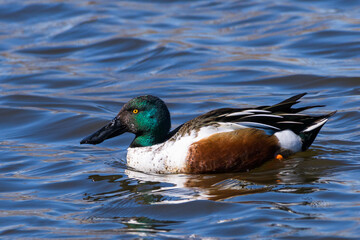 Obraz premium Waterfowl of Colorado. Male Northern Shoveler duck swimming in a lake.
