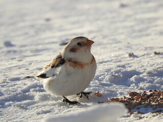 A snow bunting in winter