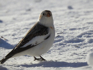 A snow bunting in winter