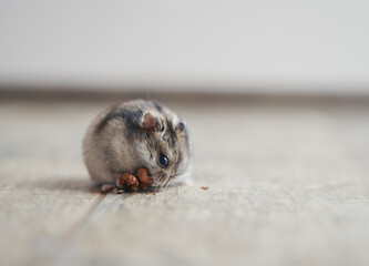 The gray Dzungarian hamster holds a walnut in its paws and eats it. Dwarf hamster.