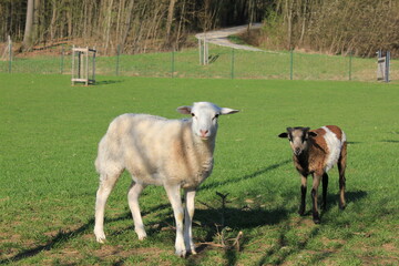 Tiere in der natur