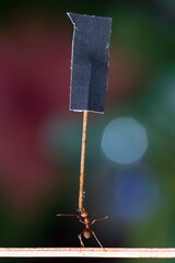 red ants and alfabet © armifauzi