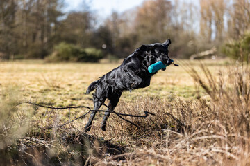 Fototapeta na wymiar Black Flat-Coated Retriever running and jumping over a creek with a dummy in its mouth at a gundog training in order retrieve the dummy