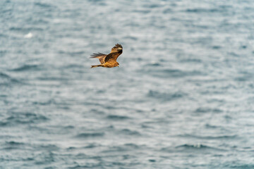 角島沖を飛翔するトンビ