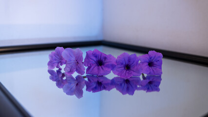 Purple Flowers on Mirror