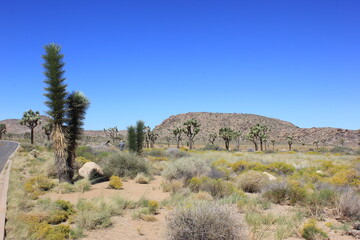 Joshua Tree