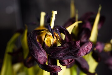 withered tulips flowers close-up.  Dried tulip flowers