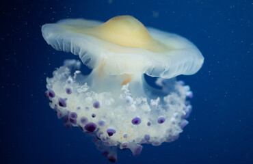 egg-yolk jelly fish in water