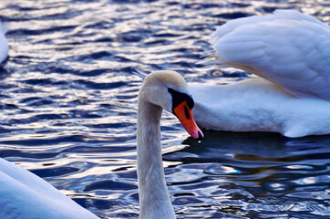  Łabędzie na jeziorze © Leszek