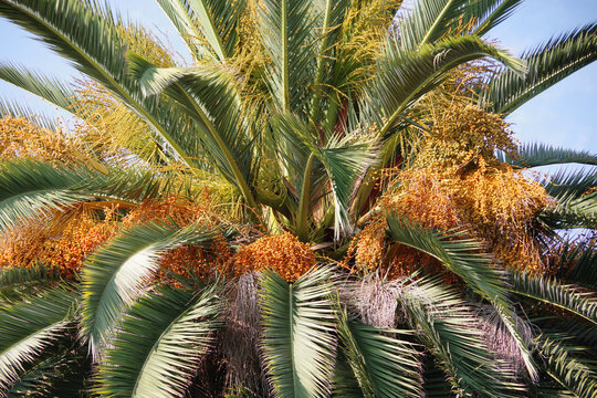 Full frame close-up view of the head of a palm tree in autumn full of flower and seed clusters