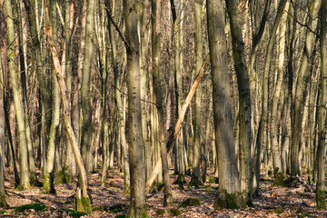 Wald im Spätwinter 5