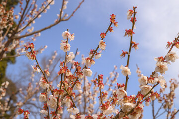 モダンな梅の花