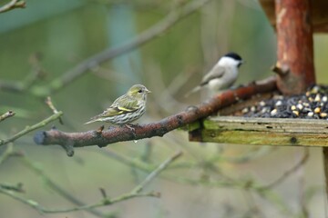 The pine siskin bird with eating sunflowers with titmouse on feeder rack in the winter 