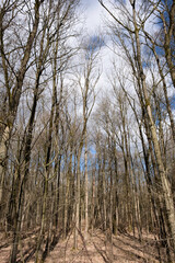 Forest with warm brown and yellow colors lit by full sun at the end of winter. A new beginning. Vertical image