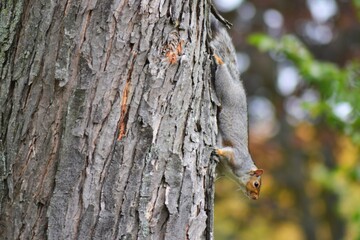 Squirrel on a tree