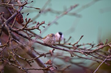 Portrait of bird pine siskin in snowy winter sitting on the branch