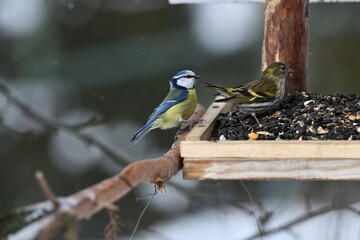 The pine siskin bird with eating sunflowers with titmouse on feeder rack in the winter 