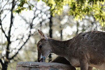 Deer