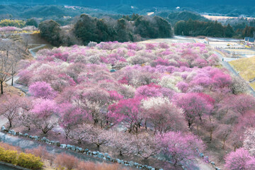いなべ市梅林公園