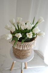 Basket with white tulips .Bouquet of white tulips .
