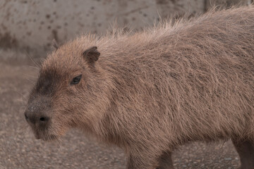 物思いに耽るカピバラ