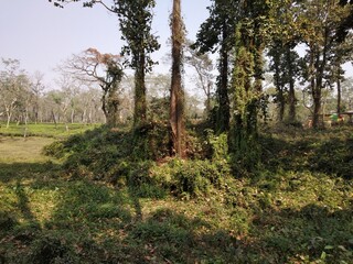 Landscape view of nature of green tea garden, trees, grasses, dry leaves, sky, sun rays make it dramatic.