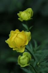 Globe flowers in the meadow for natural background