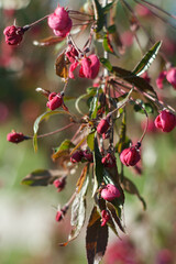 Malus halliana blossoming fruit tree an apple-tree