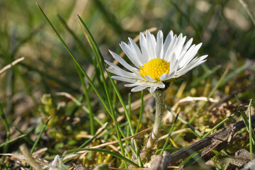 Common daisy, Bellis perennis