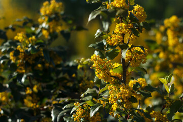 Mahonia repens yellow beautiful honey tree blooms in the garden